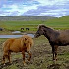 Pferde in Island1