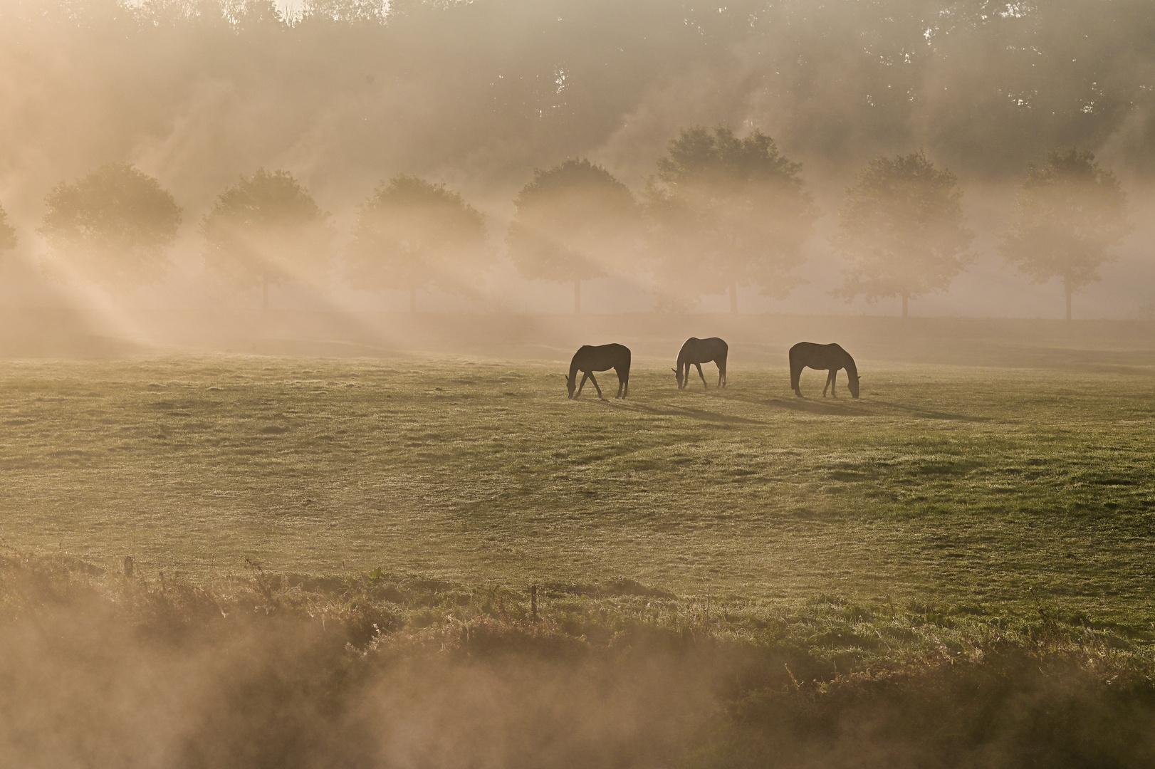 Pferde in Licht und Nebel