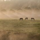 Pferde in Licht und Nebel