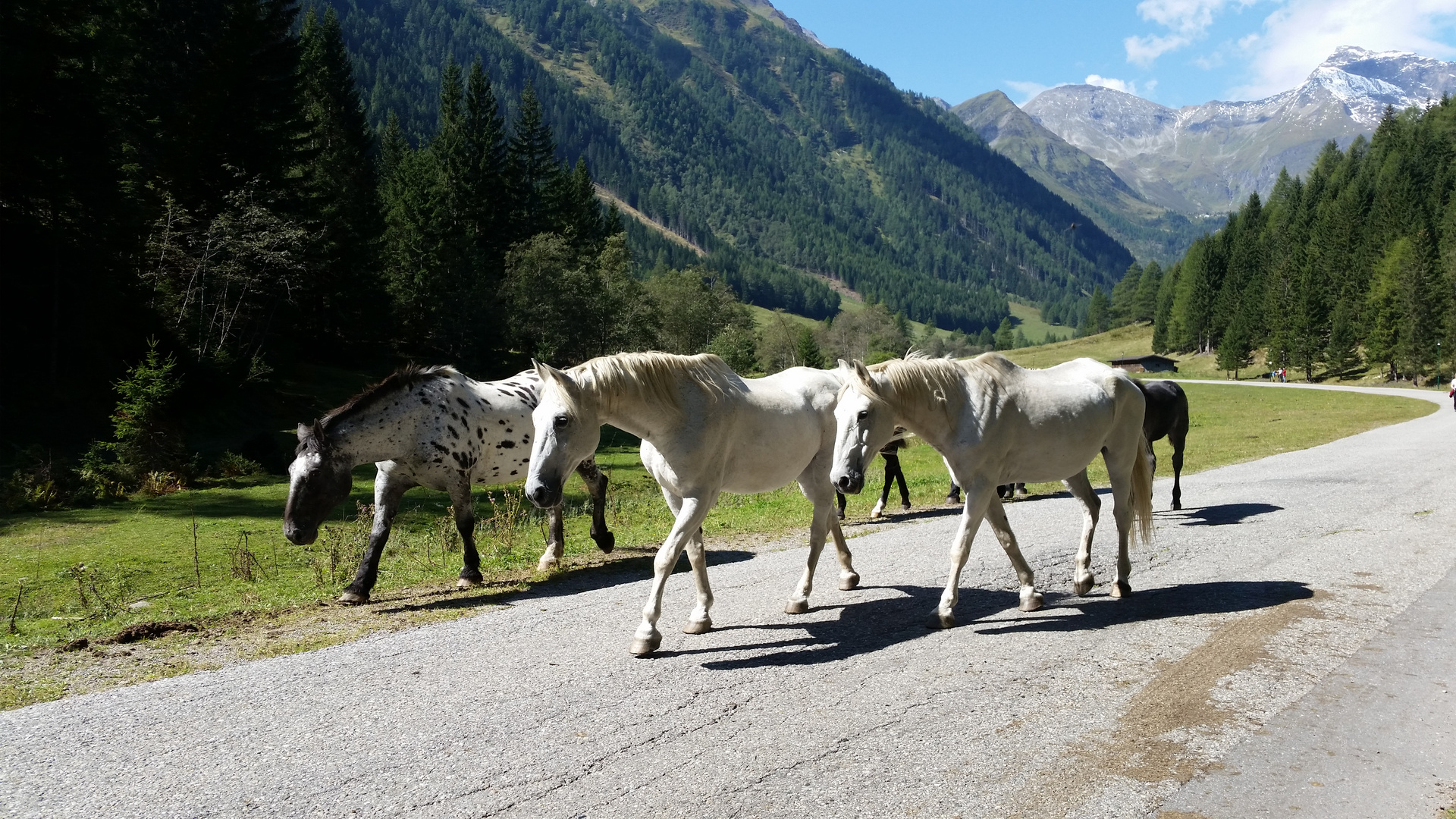 Pferde in Österreich