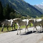 Pferde in Österreich