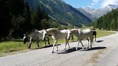 Pferde in Österreich