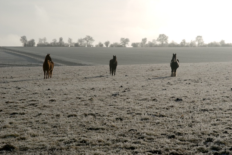 Pferde in Winterlandschaft