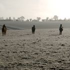 Pferde in Winterlandschaft