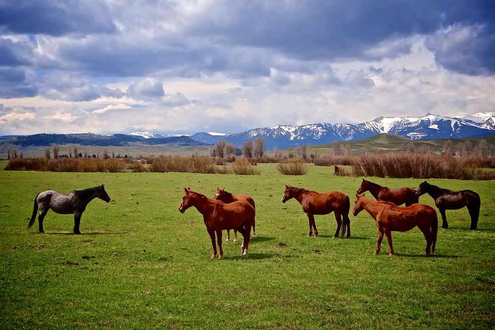 Pferde in Wyoming