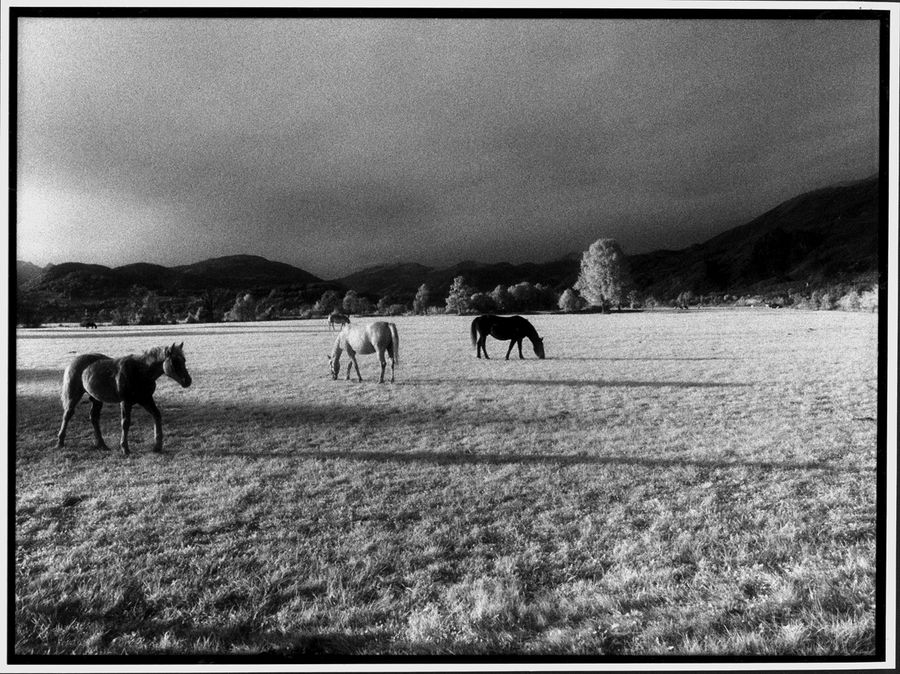 Pferde IR by Jani Novak
