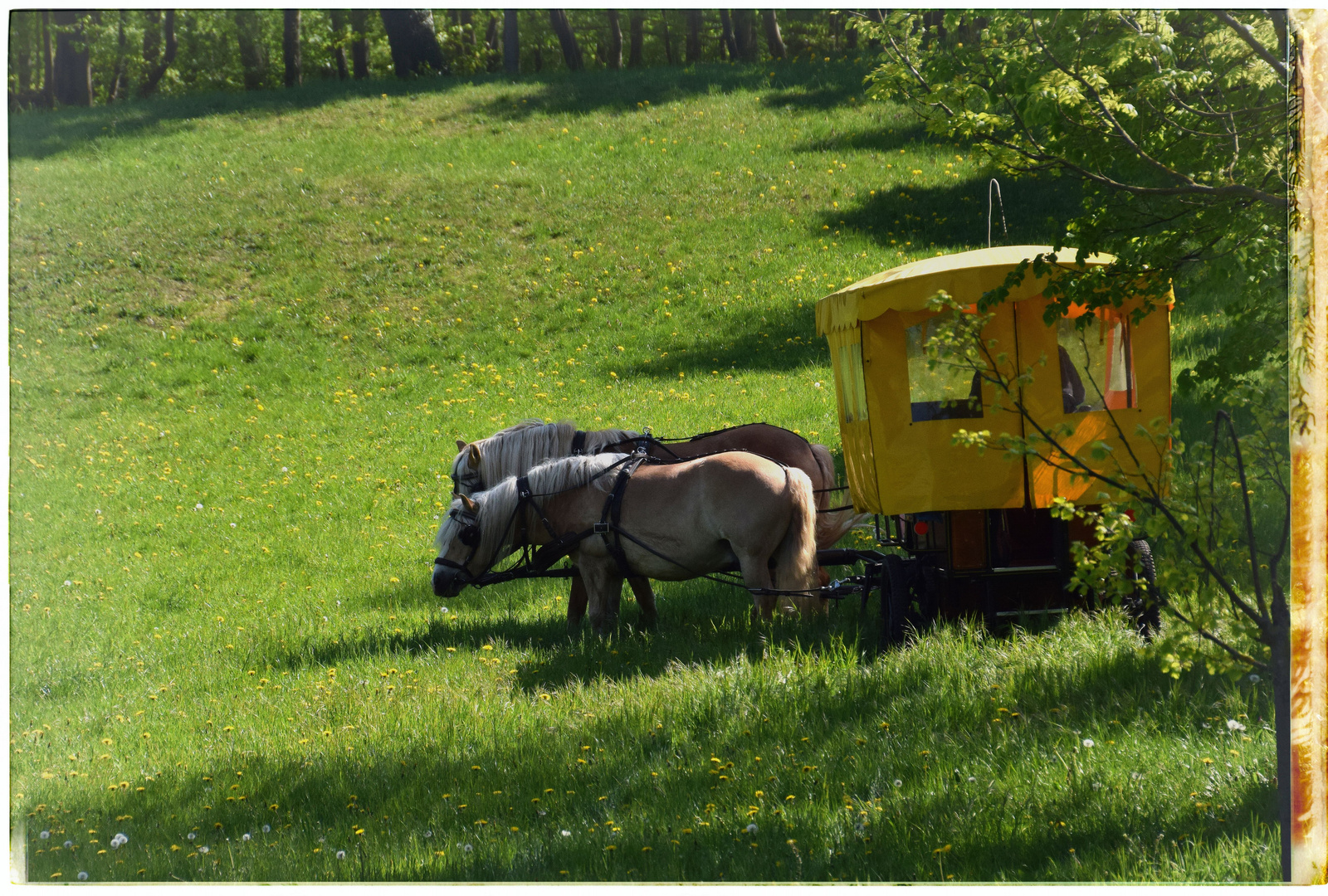 Pferde-Kutsche Foto & Bild | frühling, natur, pferde Bilder auf