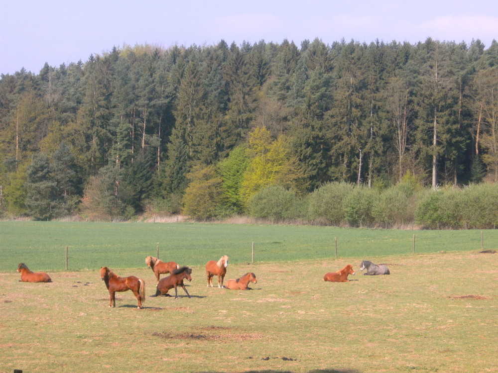 Pferde machen Pause auf der Weide (2)