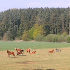 Pferde machen Pause auf der Weide (2)