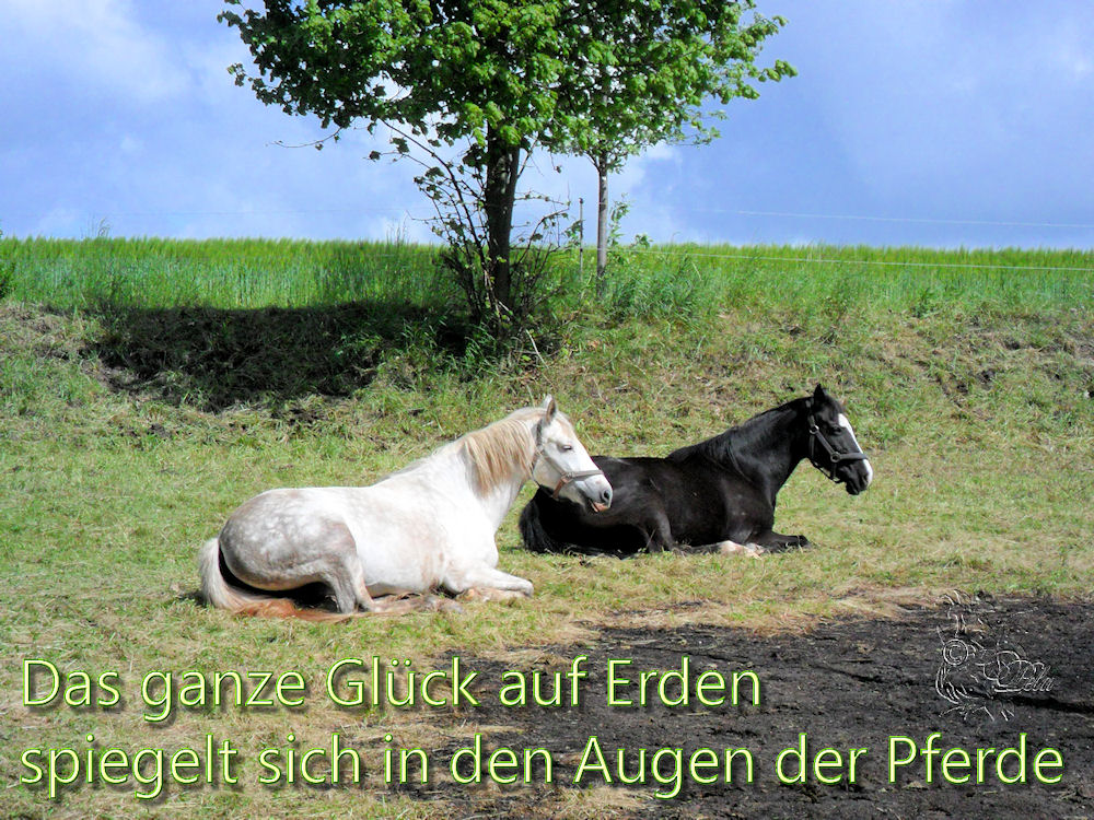 Download Pferd spruch HD