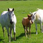Pferde mit Nachwuchs auf einer Weide