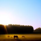 Pferde Morgendämmerung