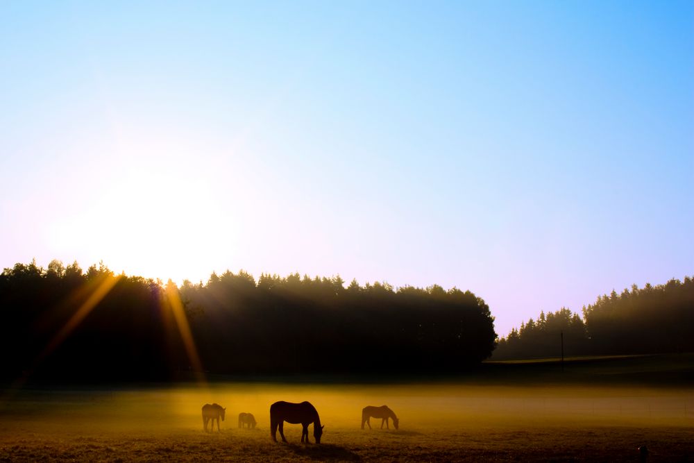 Pferde Morgendämmerung von Markus Wolfrum 