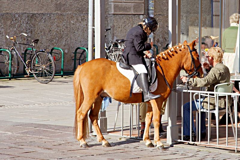 Pferde müssen leider draußen bleiben