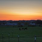 Pferde nach Sonnenuntergang