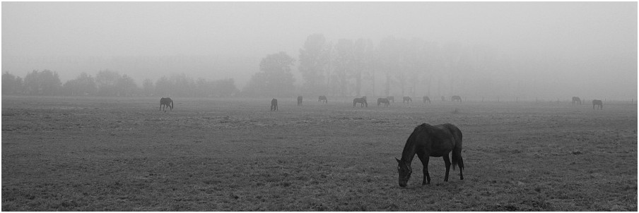 Pferde -- Nebel