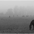 Pferde -- Nebel