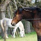 Pferde: Neugier und Desinteresse