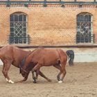 Pferde-Pas de deux