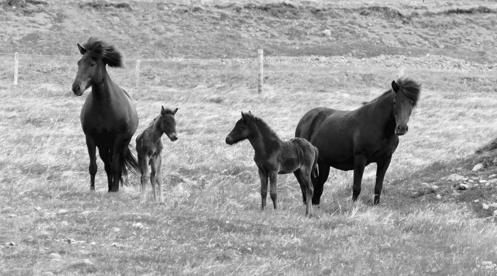 Pferde - Pfamilie