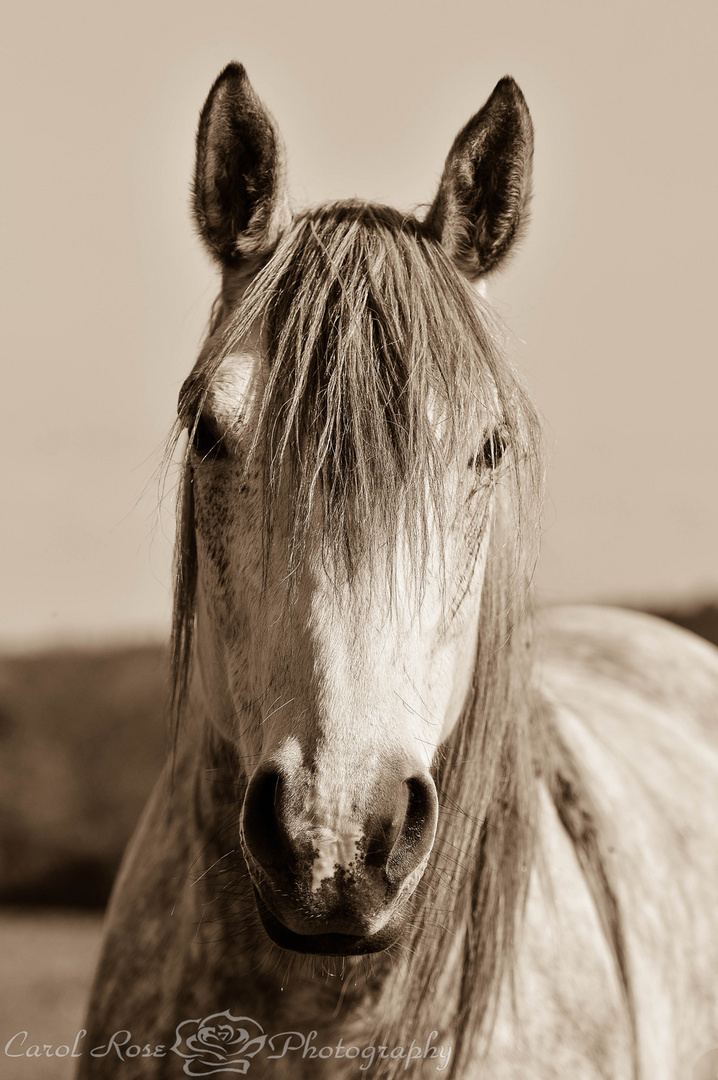 Pferde-Portrait