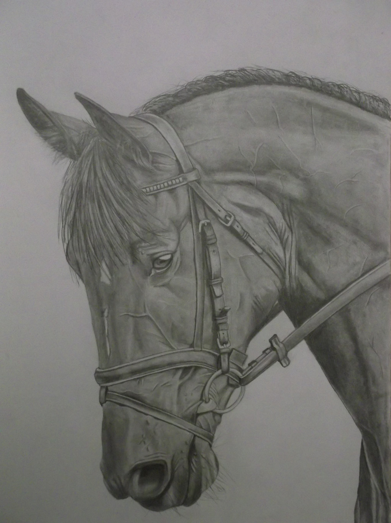 Pferde portrait