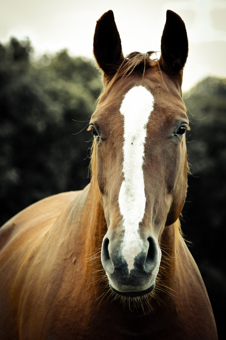 Pferde-Portrait