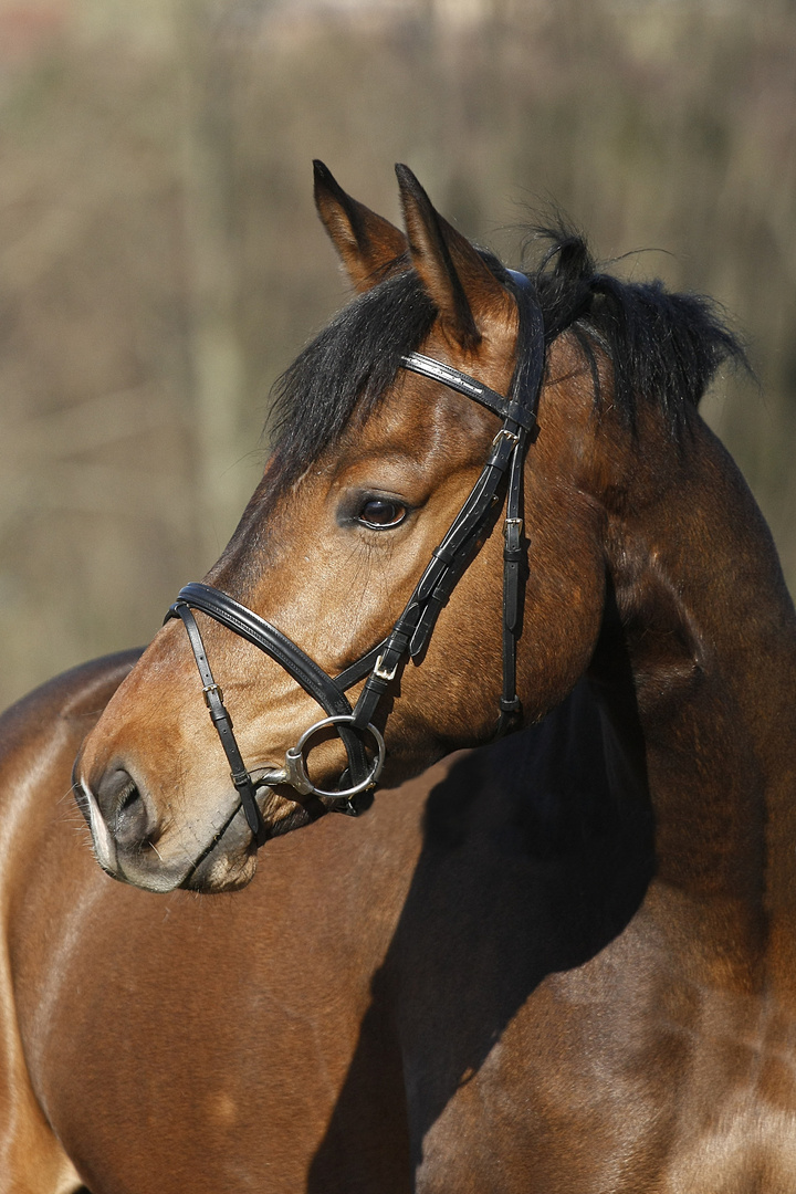 Pferde Portrait