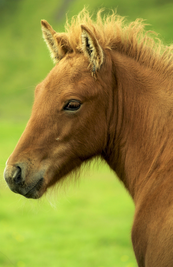 Pferde Portrait