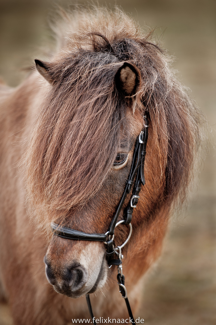 Pferde Portrait Isländer