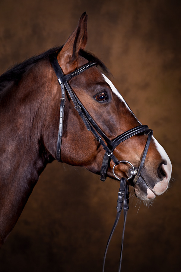 Pferde-Portrait Scarlet