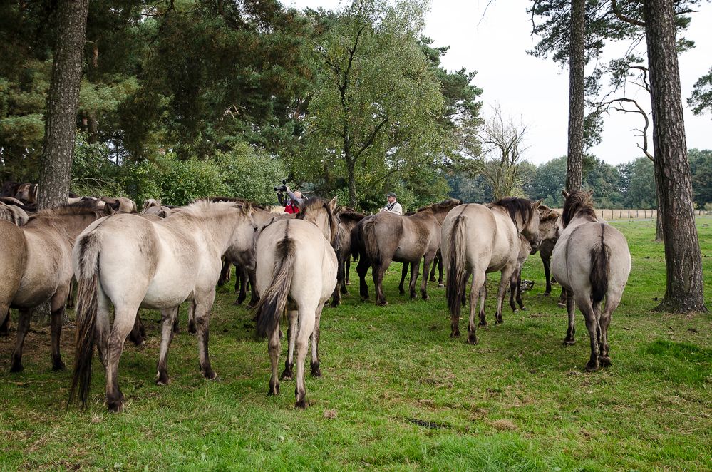 PFERDE ... SIND NEUGIERIG