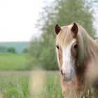 Pferde sprechen mit ihren Augen häufig klüger, als Menschen mit ihrem Mund.