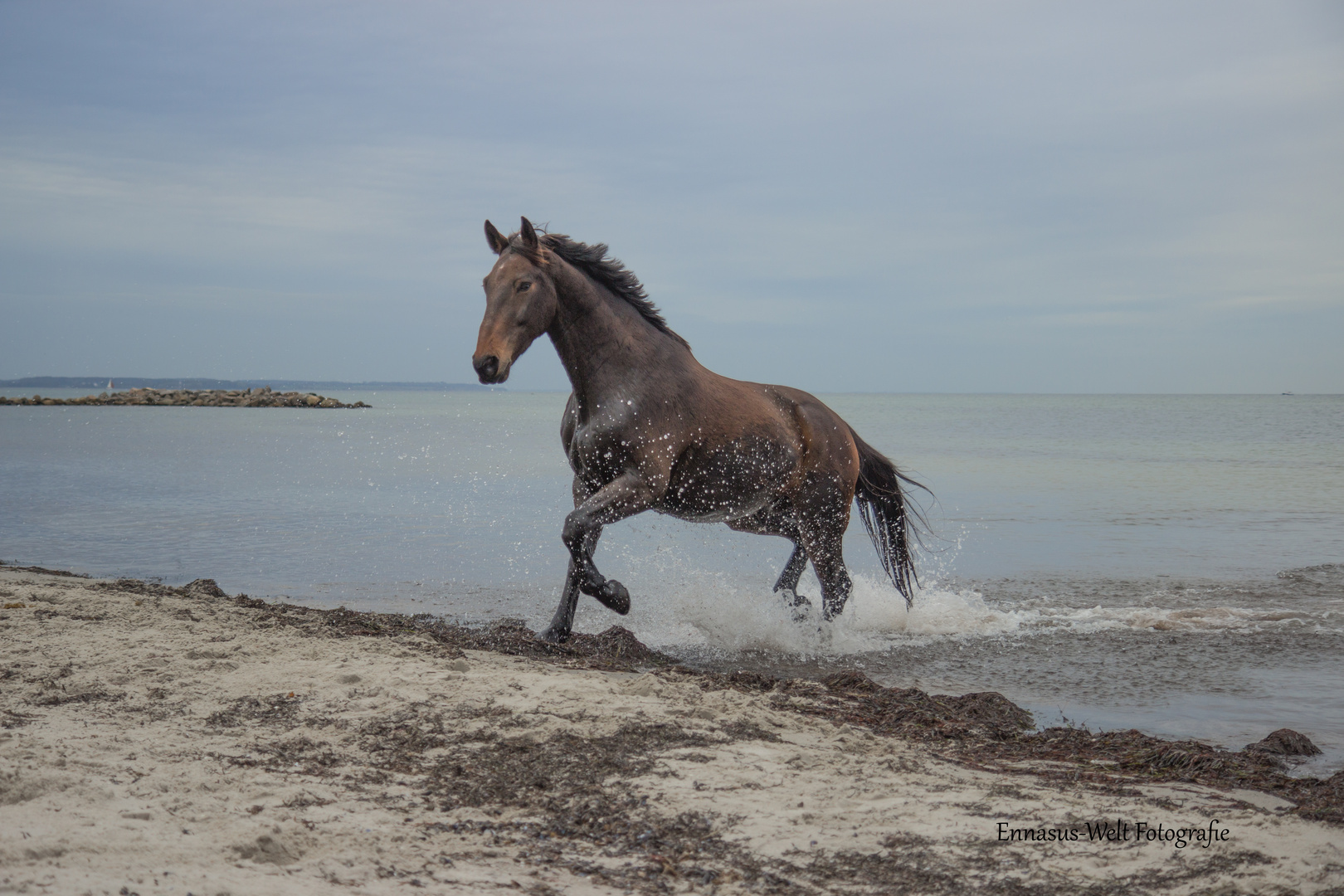 Pferde Strand Shooting