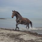 Pferde Strand Shooting