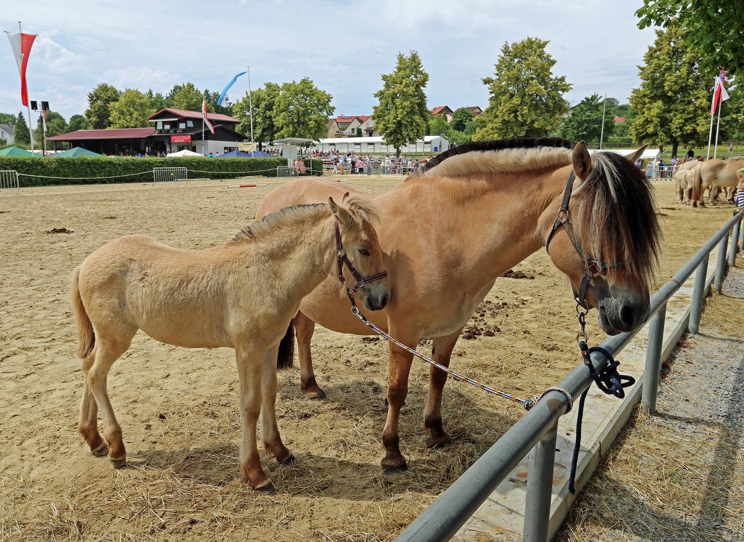 Pferde -Stute mit Fohlen- Foto & Bild | natur, pferde, horse Bilder auf