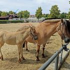 Pferde -Stute mit Fohlen-