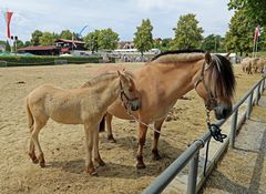 Pferde -Stute mit Fohlen-