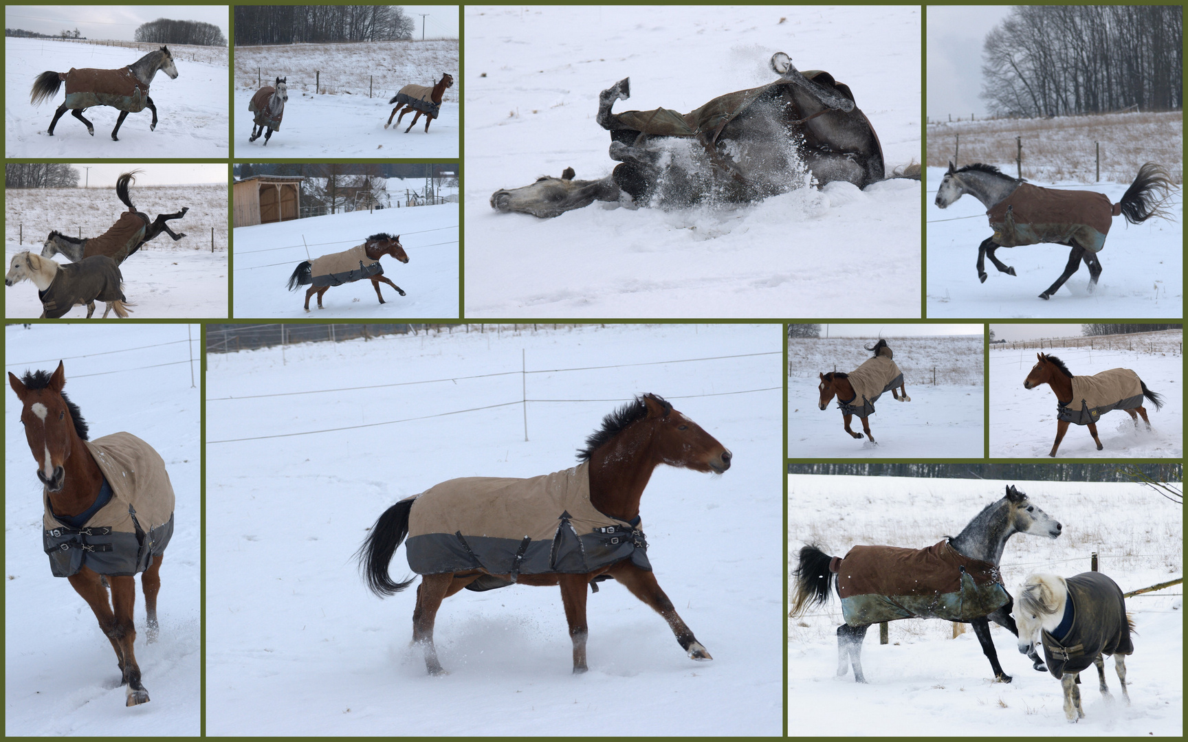 Pferde toben im Schnee [eine Collage]