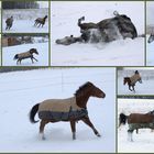 Pferde toben im Schnee [eine Collage]