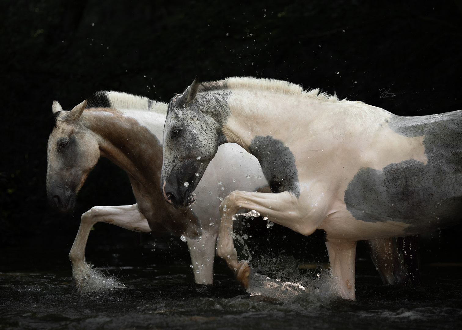 Pferde traben durch Wasser 