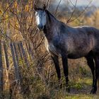 Pferde und Carmargue gehören einfach zusammen