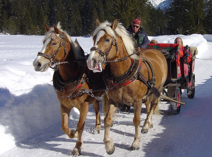 Pferde und Menschen in Schnee