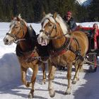 Pferde und Menschen in Schnee