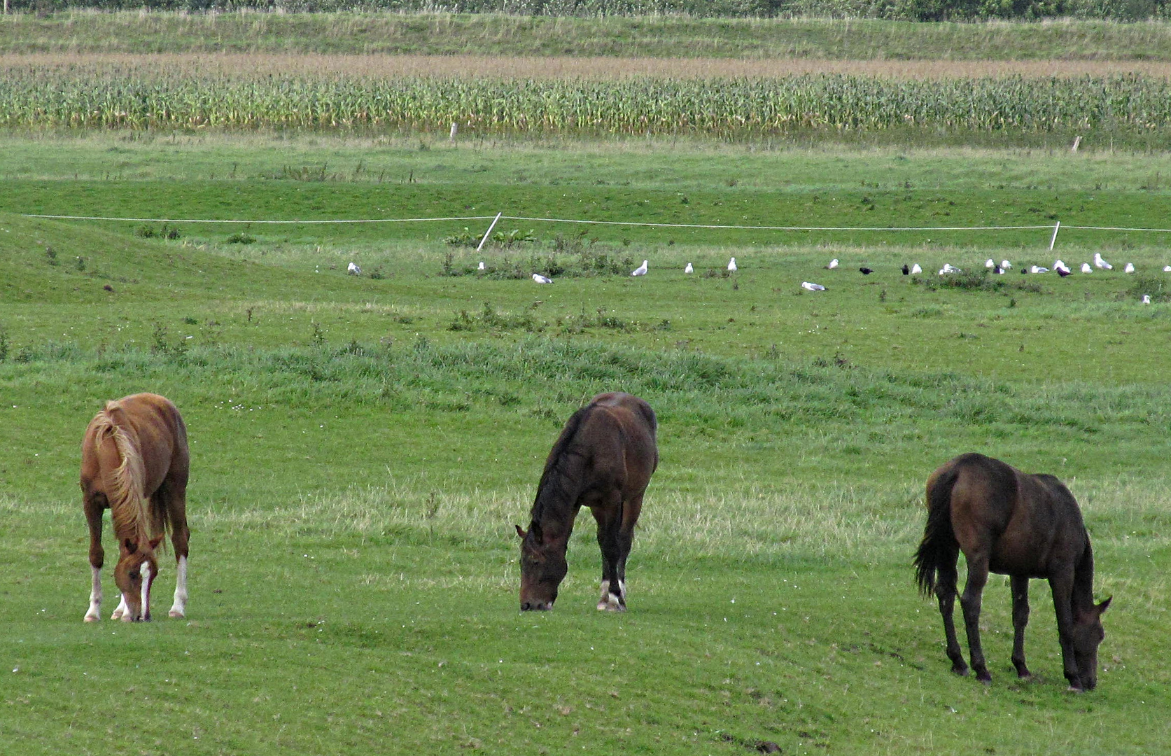 Pferde und Möwen