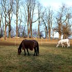 Pferde und Schafe bei der alten Kastanienallee in Scharnhausen