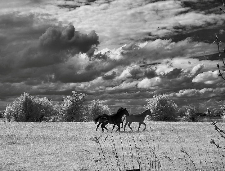 Pferde unter Wolken