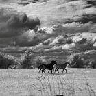 Pferde unter Wolken