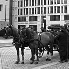 Pferde vor dem Brandenburger Tor