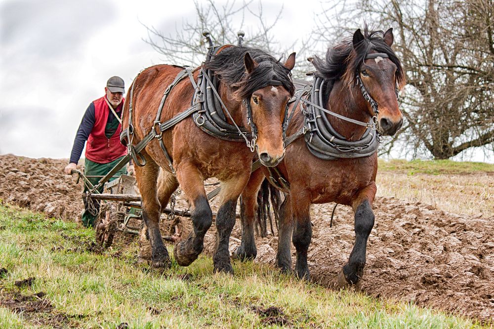 Pferde vor dem Pflug Foto & Bild | tiere, haustiere ...